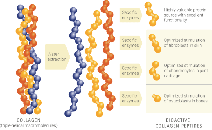what are the benefits of taking collagen peptide supplements in 2017